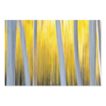 Muitas árvores de Aspen