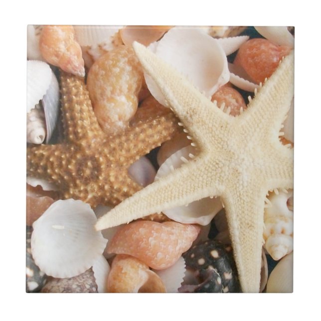 Muitas conchas (Frente)