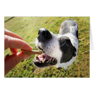 Muito Obrigado Pelo Cartão De Sessão Pet