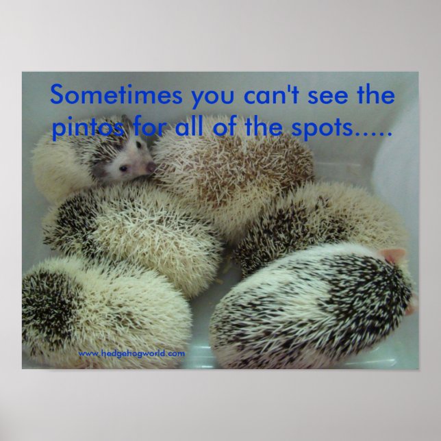 Muitos pintos poster (Frente)