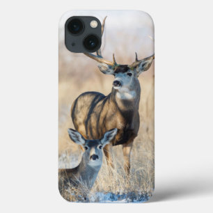 Mule Deer Buck and Doe