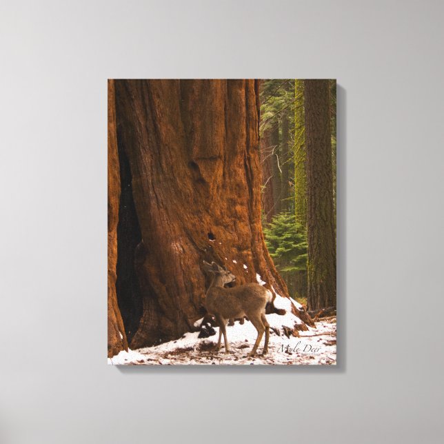 Mule Deer Canvas (Frente)