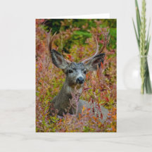 Mule Deer com Cartões de agradecimentos de cores d