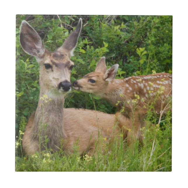 Mule Deer Doe com Fawn (Frente)