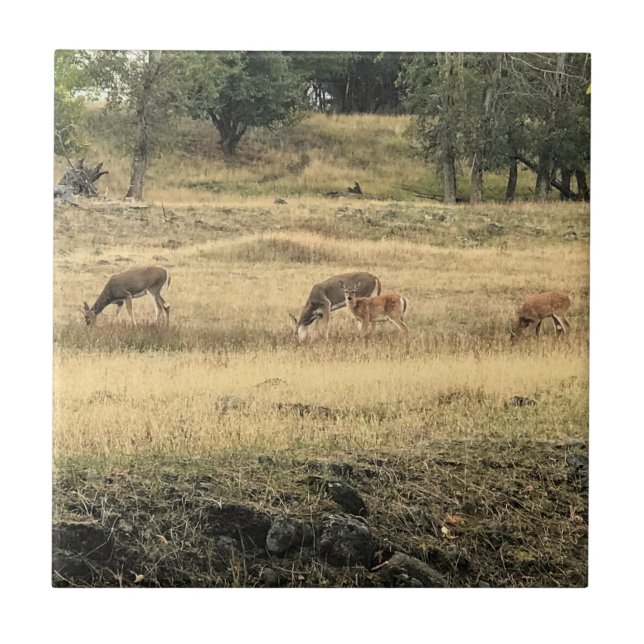 Mule Deer em um campo, Joseph, Oregon (Frente)