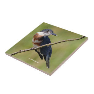Mulher Beliscada Kingfisher Fora num Limb