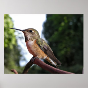 Mulher Rufous Hummingbird - Impressões de arte fin