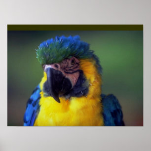 Mural de Poster de Muro de Pássaro de Macaw