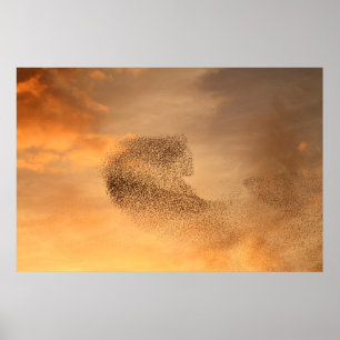 Murmuration do impressão dos Starlings