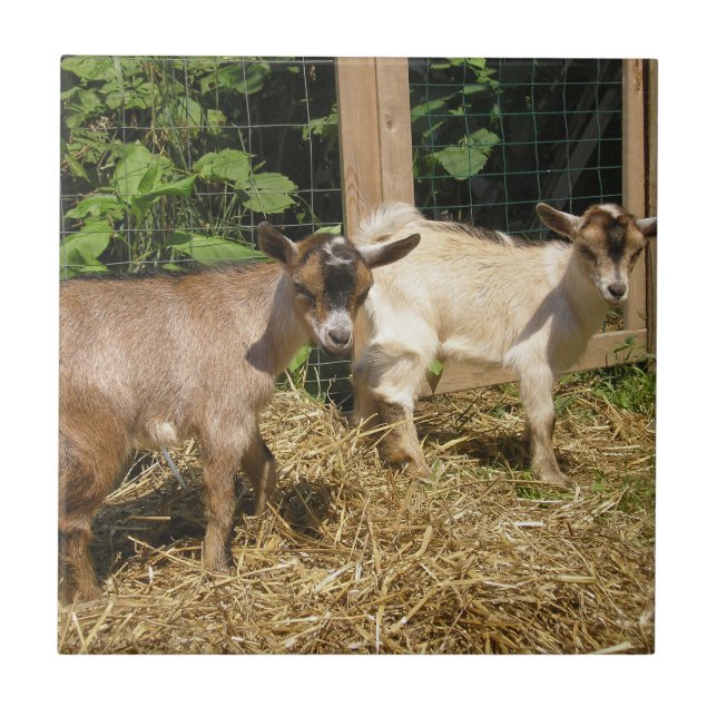 Murphy e Corky (Frente)