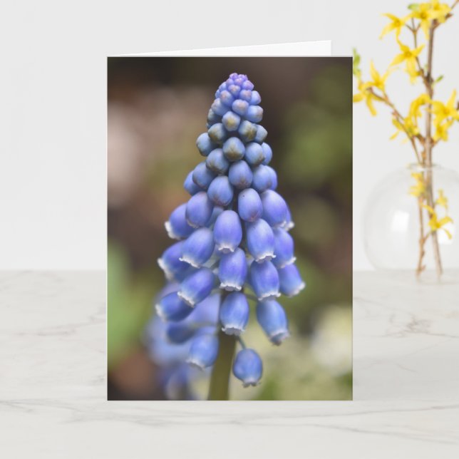 Muscari Armeniacum , Cartão Hyacinth de Uva (Flor Amarela)