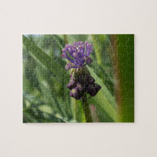 Muscari Quebra-cabeça