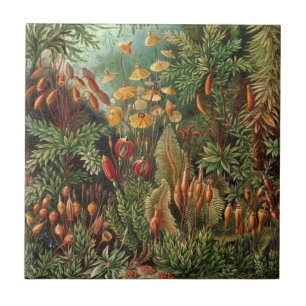 Muscinae Antigos, Plantas de Musgo por Ernst Haeck