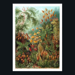 Muscinae Poster<br><div class="desc">Kunstformen der Nature 1904, de Ernst Haeckel, representando organismos classificados como Muscinae. As mussas são plantas pequenas e moles que têm tipicamente 1-10 cm (0, 4-4 pol.) de altura, embora algumas espécies sejam muito maiores. Geralmente crescem próximos em pedaços ou tapetes em locais úmidos ou obscuros. Eles não têm flores...</div>