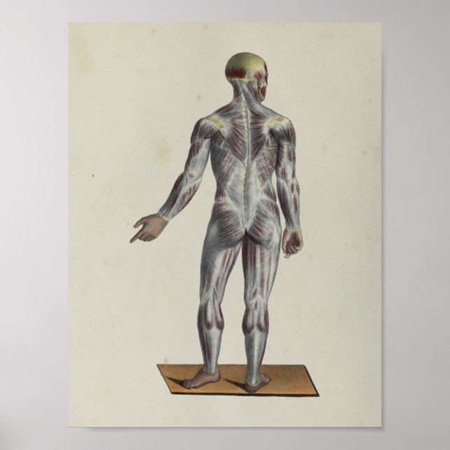 Muscle Fascia Anatomy Impressão Posterior (Frente)