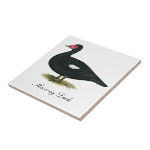 Muscovy Black Drake