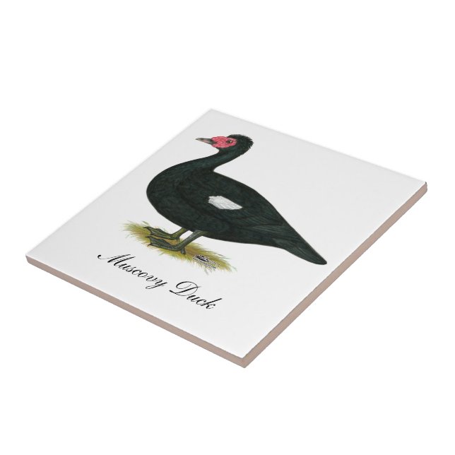 Muscovy Black Drake (Lateral)
