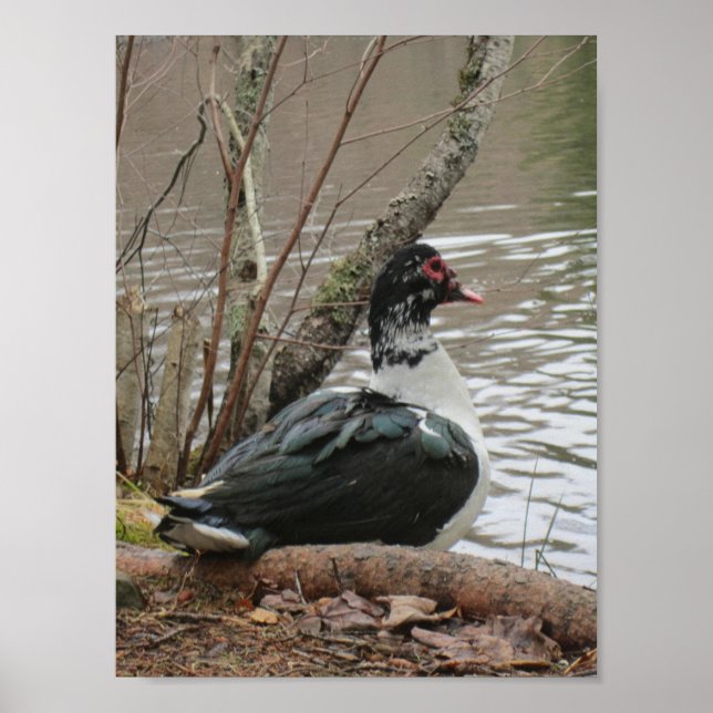 Muscovy Duck Por Pond Poster (Frente)