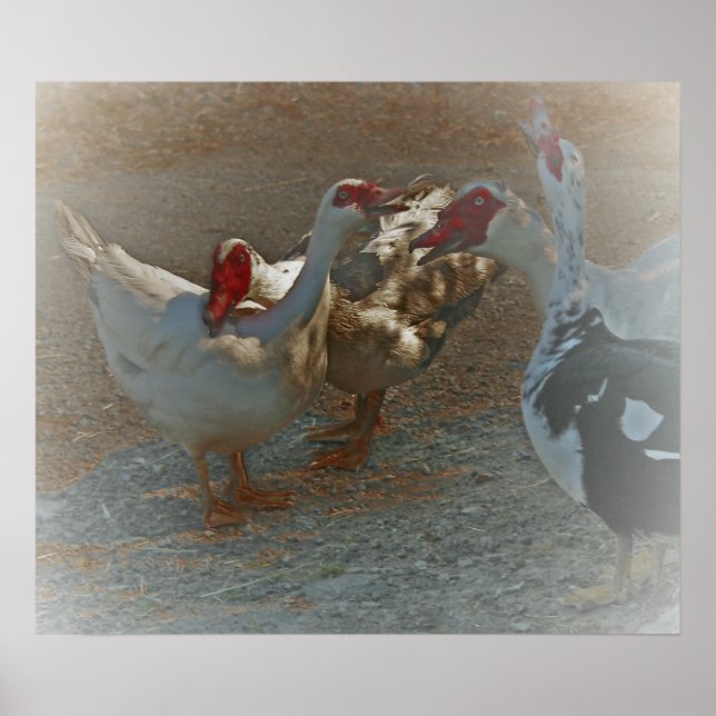 Muscovy Ducks Poster Impressão (Frente)