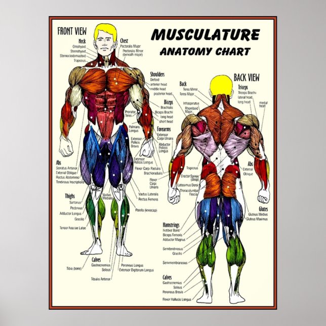 MUSCULATURE Body Building AnatomChart Impressão (Frente)