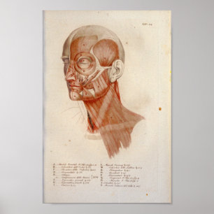 Músculo Anatomia Impressão do pescoço Pescoço