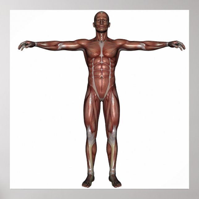 Músculo do homem poster (Frente)