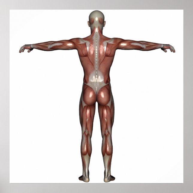 Músculo do homem poster (Frente)