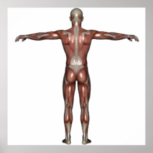 Músculo do poster do homem