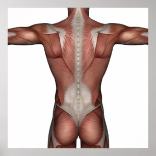 Músculo do poster do homem