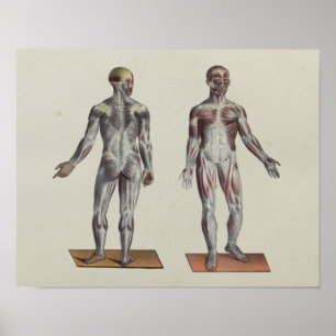 Músculo Fascia Anatomia Impressão