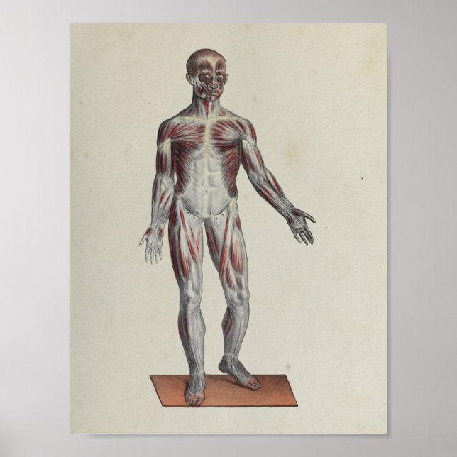 Músculo Fascia Anatomia Impressão Anterior (Frente)