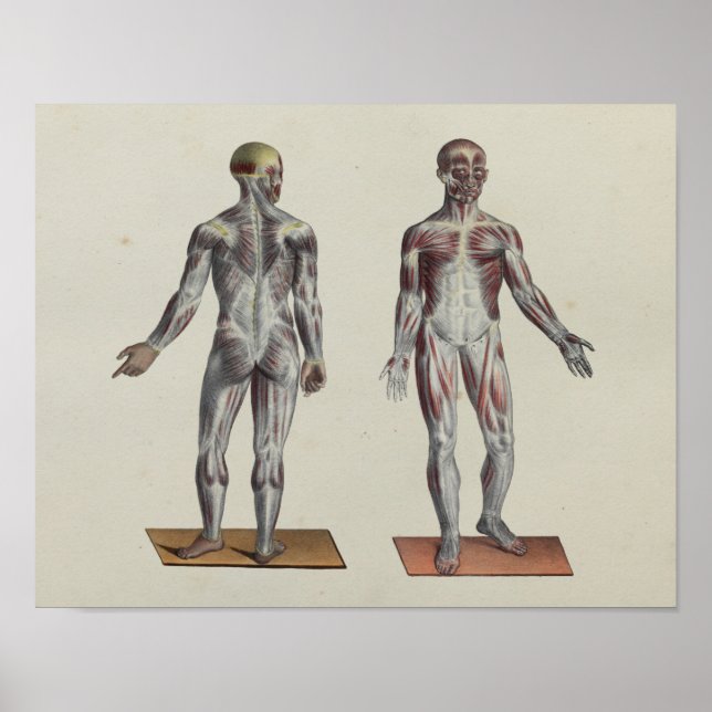 Músculo Fascia Anatomia Impressão frente atrás (Frente)