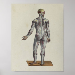 Músculo Fascia Anatomia Impressão Posterior