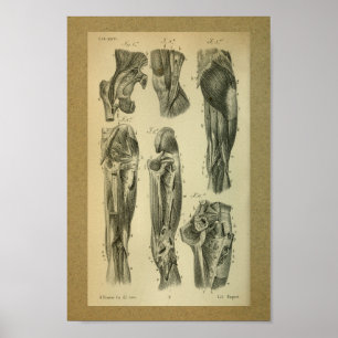 Músculos 1850 do pé do impressão da anatomia do