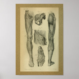 Músculos 1850 do pé do impressão da anatomia do