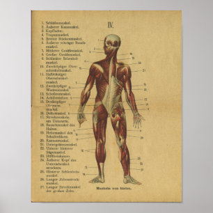 Músculos alemães do impressão da anatomia do