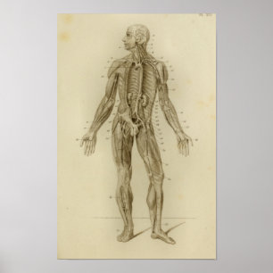 Músculos Artérias Anatomia Impressão Vintage