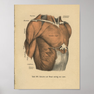 Músculos da caixa do impressão da anatomia do