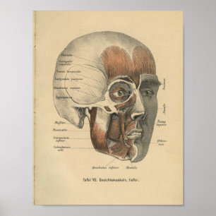 Músculos da cara do impressão da anatomia do