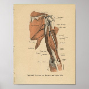 Músculos do braço do impressão da anatomia do