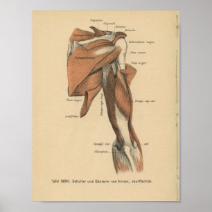 Músculos do braço do impressão da anatomia do