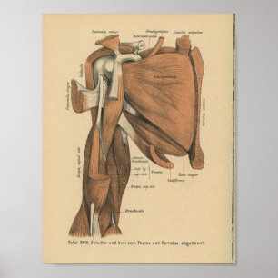 Músculos do braço do impressão da anatomia do