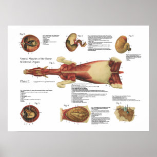 Músculos do cavalo Gráfico de Poster de Anatomia V