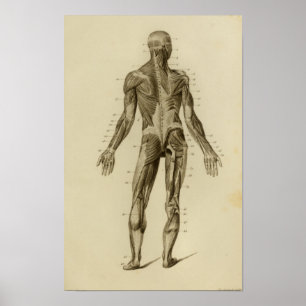 Músculos do Impressão da Anatomia Traseira