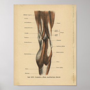 Músculos do pé do impressão da anatomia do alem