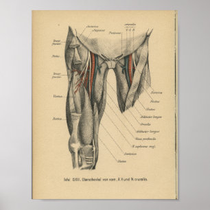 Músculos do pé do impressão da anatomia do alem