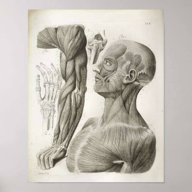 Músculos do pescoço do braço Vintage Impressão (Frente)