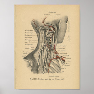 Músculos do pescoço do impressão da anatomia do