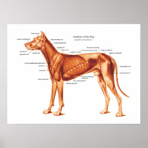 Músculos do poster da anatomia do cão
