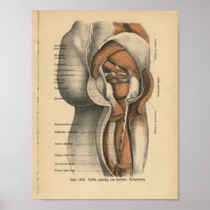 Músculos do quadril do impressão da anatomia do